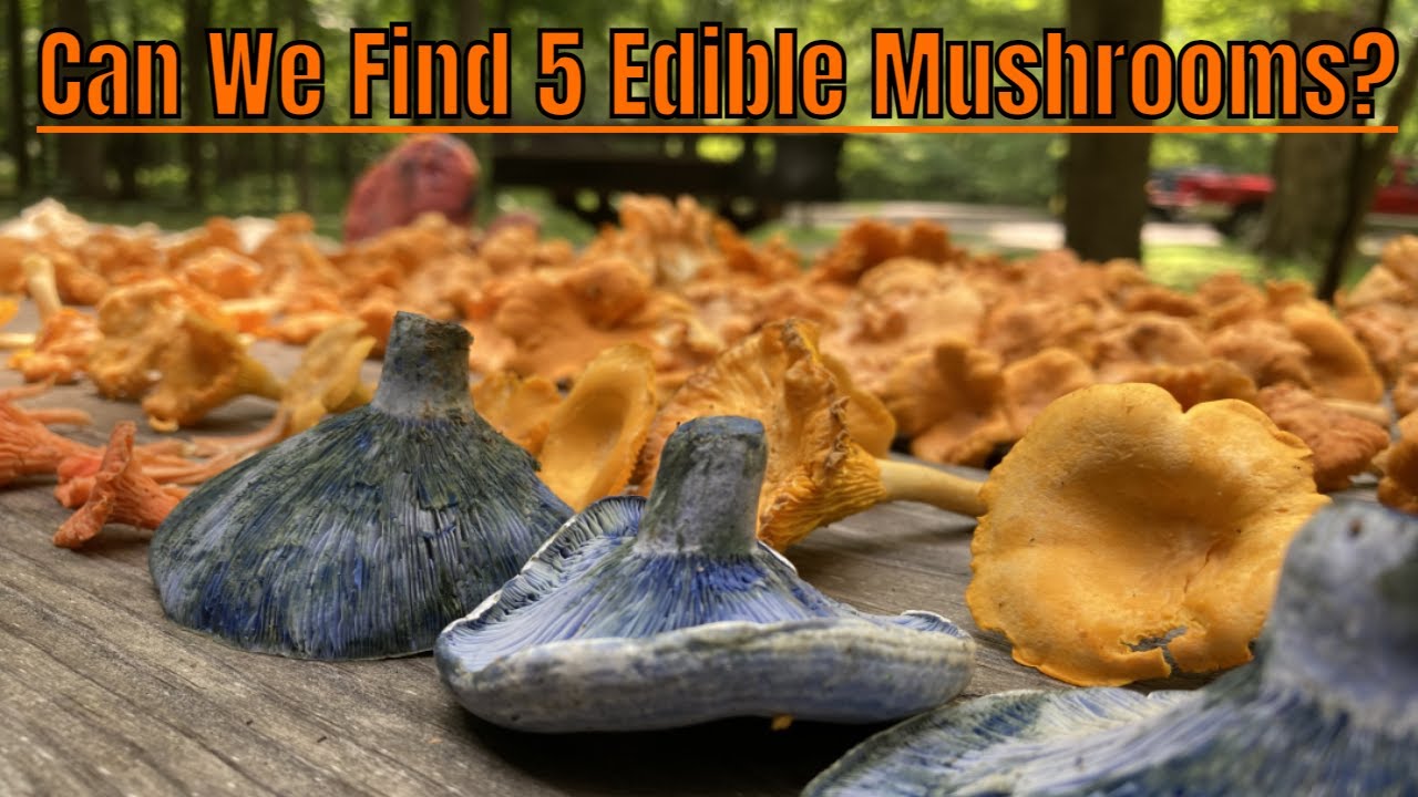 Hunting Wild Mushrooms Summer in Indiana
