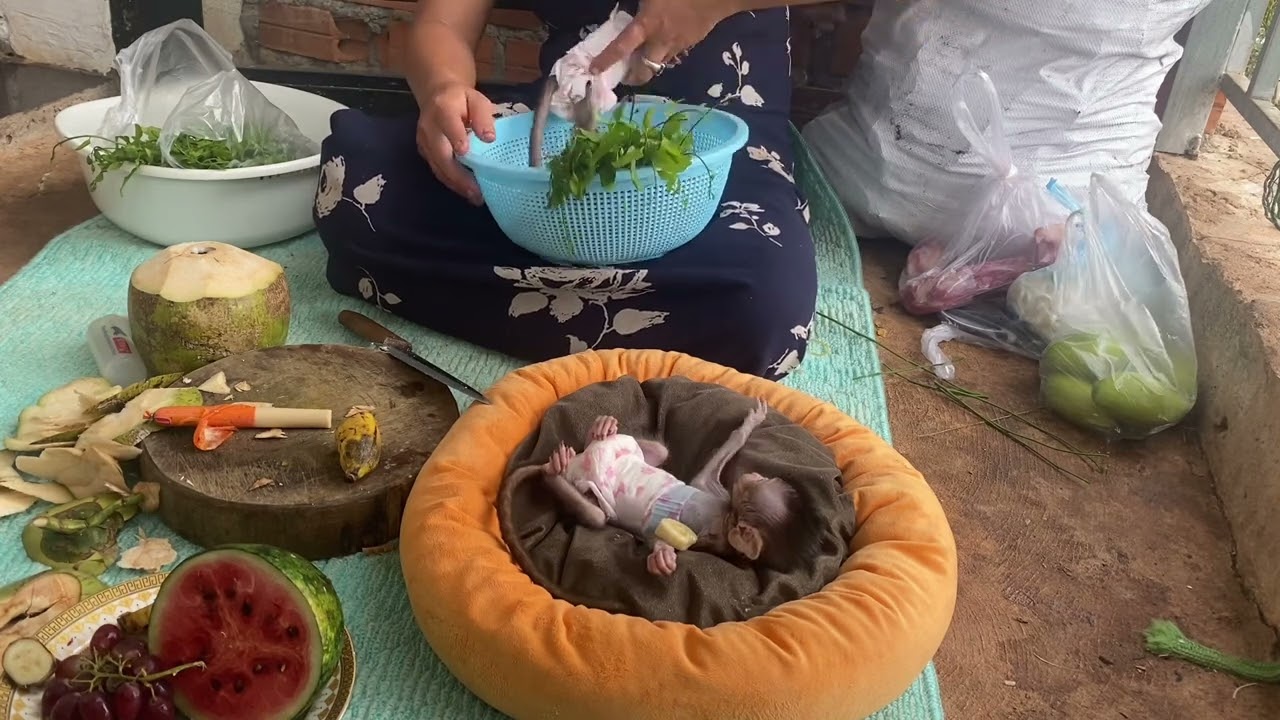 Cutting vegetables with baby monkey