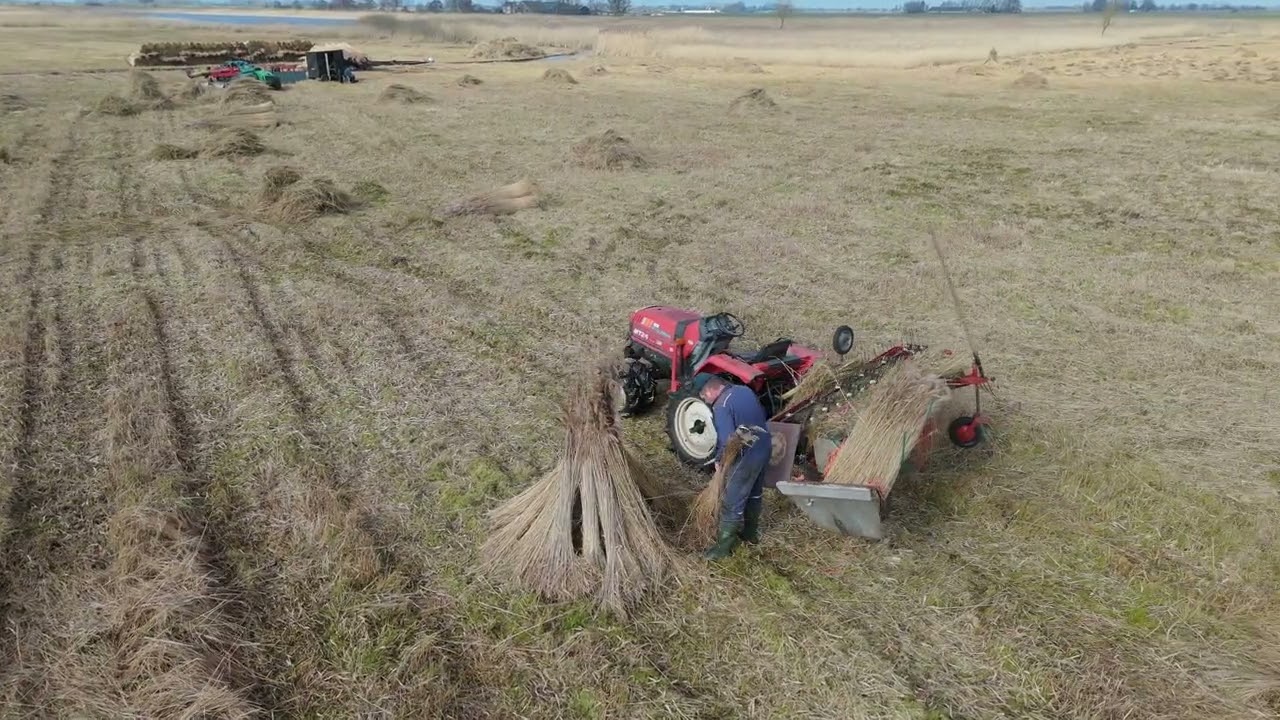 In het Wiedenriet - 3. Het kammen van het riet