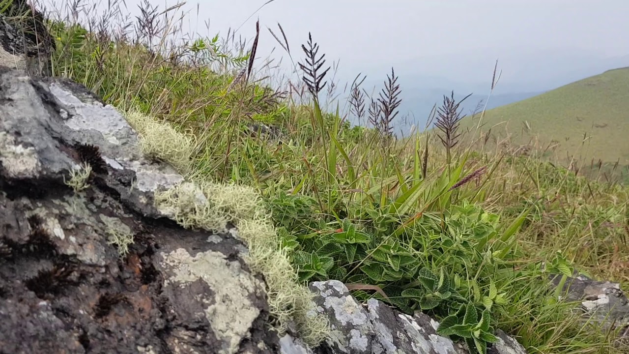 lichens crustose