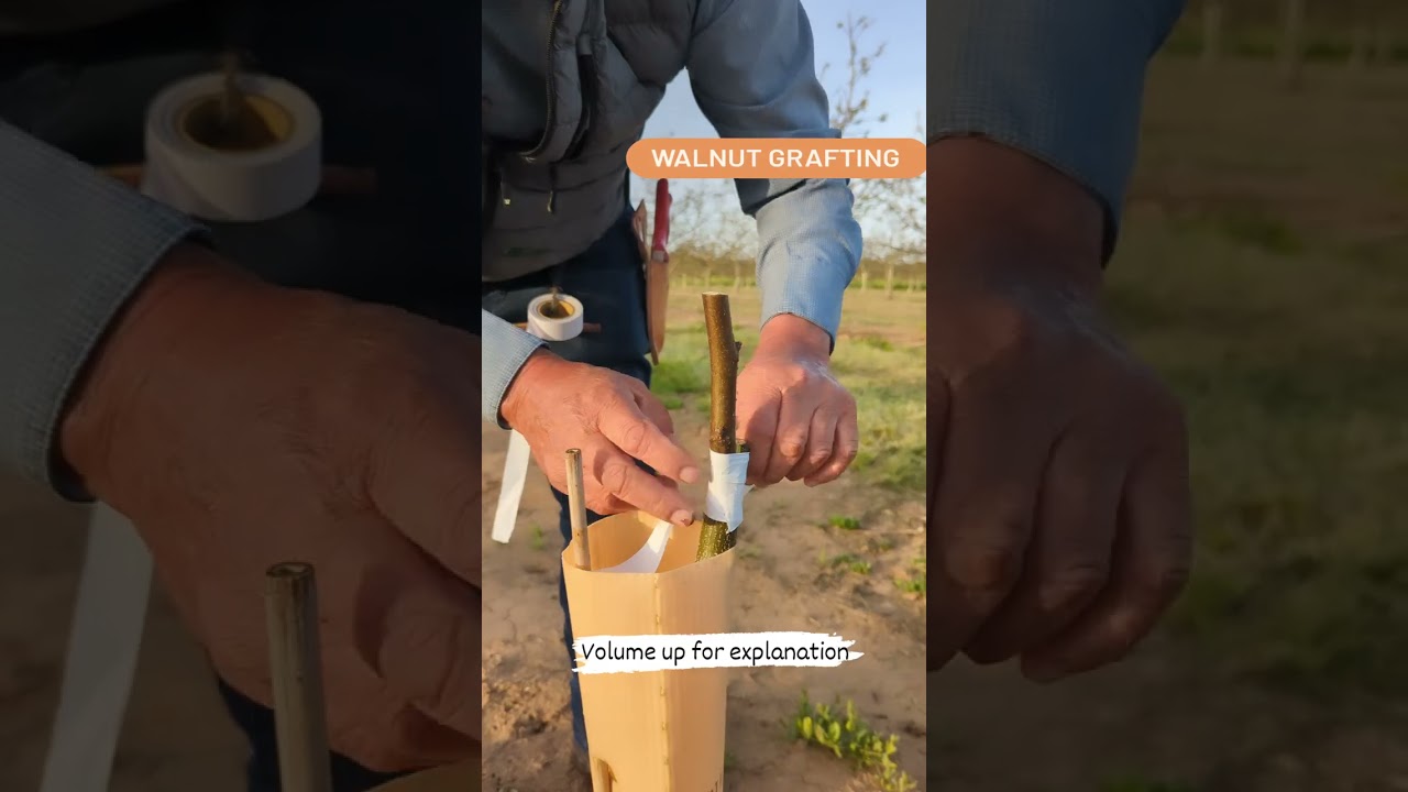 Walnut Grafting 101: How We Ensure Strong, Productive Trees for Years to Come