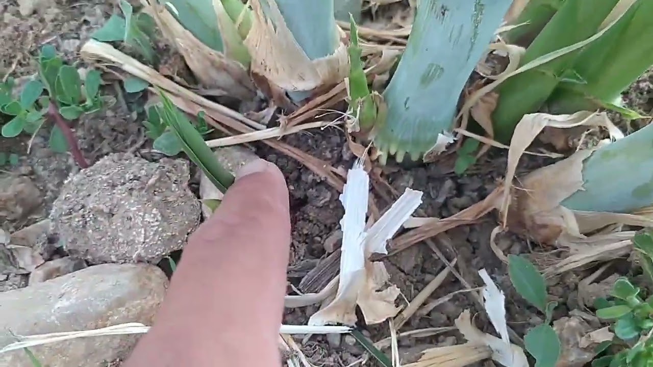 Maralfalfa çelik kesimi ve dikimi 🌱