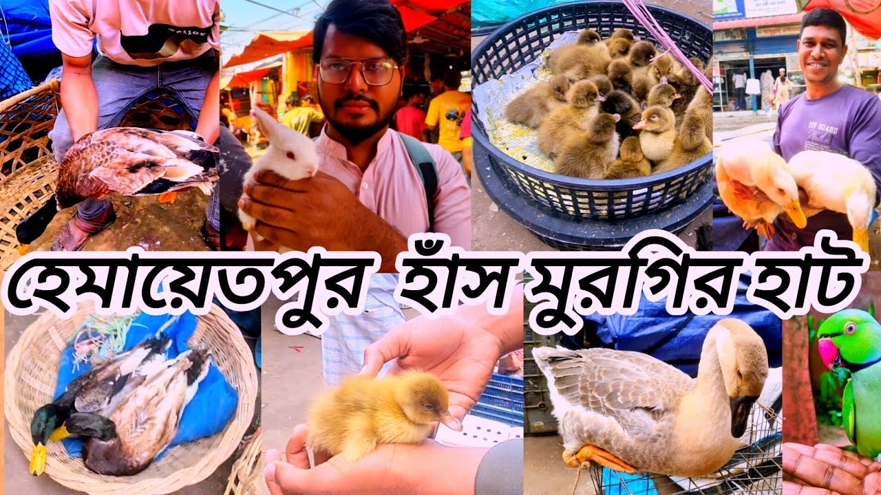 অনেকদিন পরে হেমায়েতপুর হাঁস মুরগির হাটে গেলাম / দেশি হাঁস মুরগির দাম কত। Hemayetpur hash morgir hat