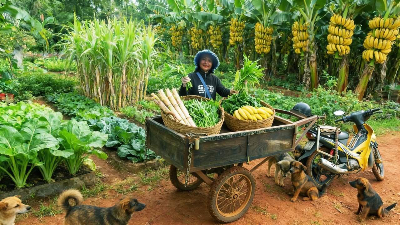 Harvest: Water Spinach, Spinach, Sugarcane, Bananas To Sell At The Market– Cook And Life On The Farm