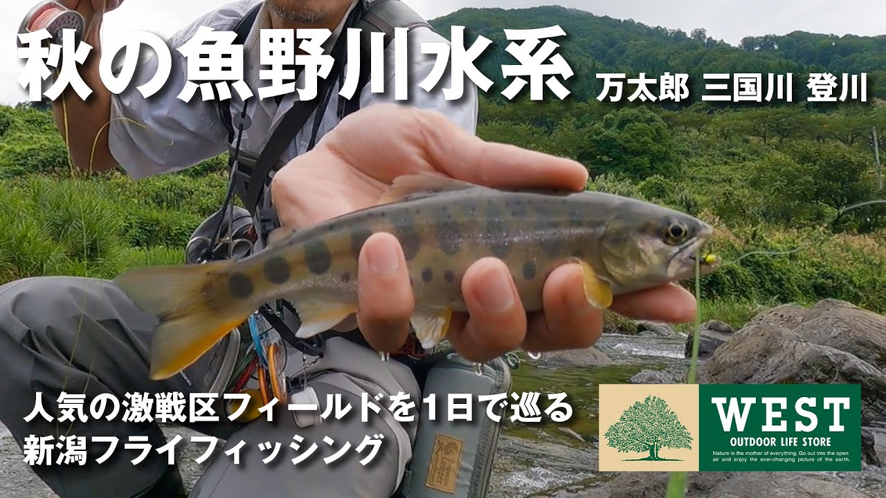 初秋の【魚野川水系】人気3河川をドライで釣る【新潟FlyFishing】激戦区のイワナ、ヤマメに挑戦