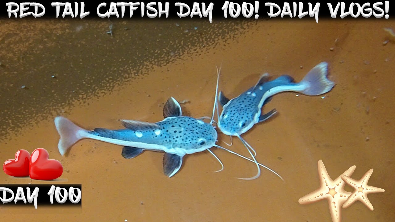 Day 100 - Daily Red Tail Catfish Vlog!  Watch them Grow!