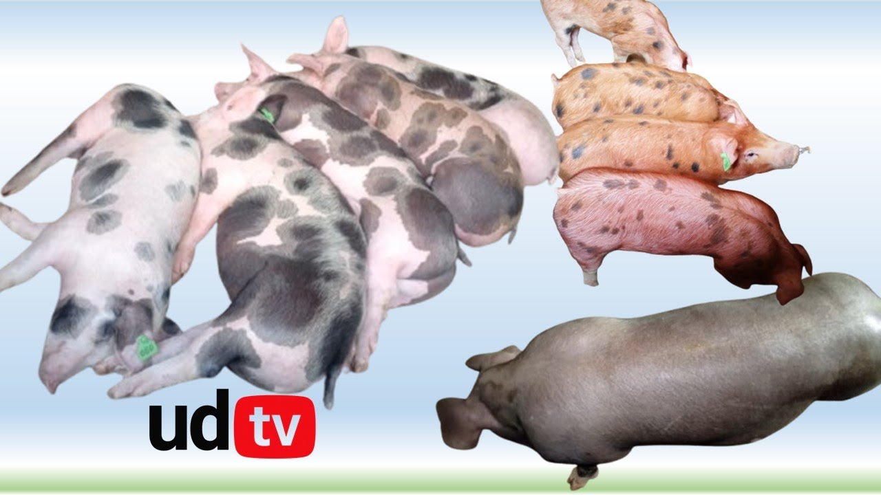 uburyo butandukanye butanga inyungu wakoramo ubworozi bw'ingurube