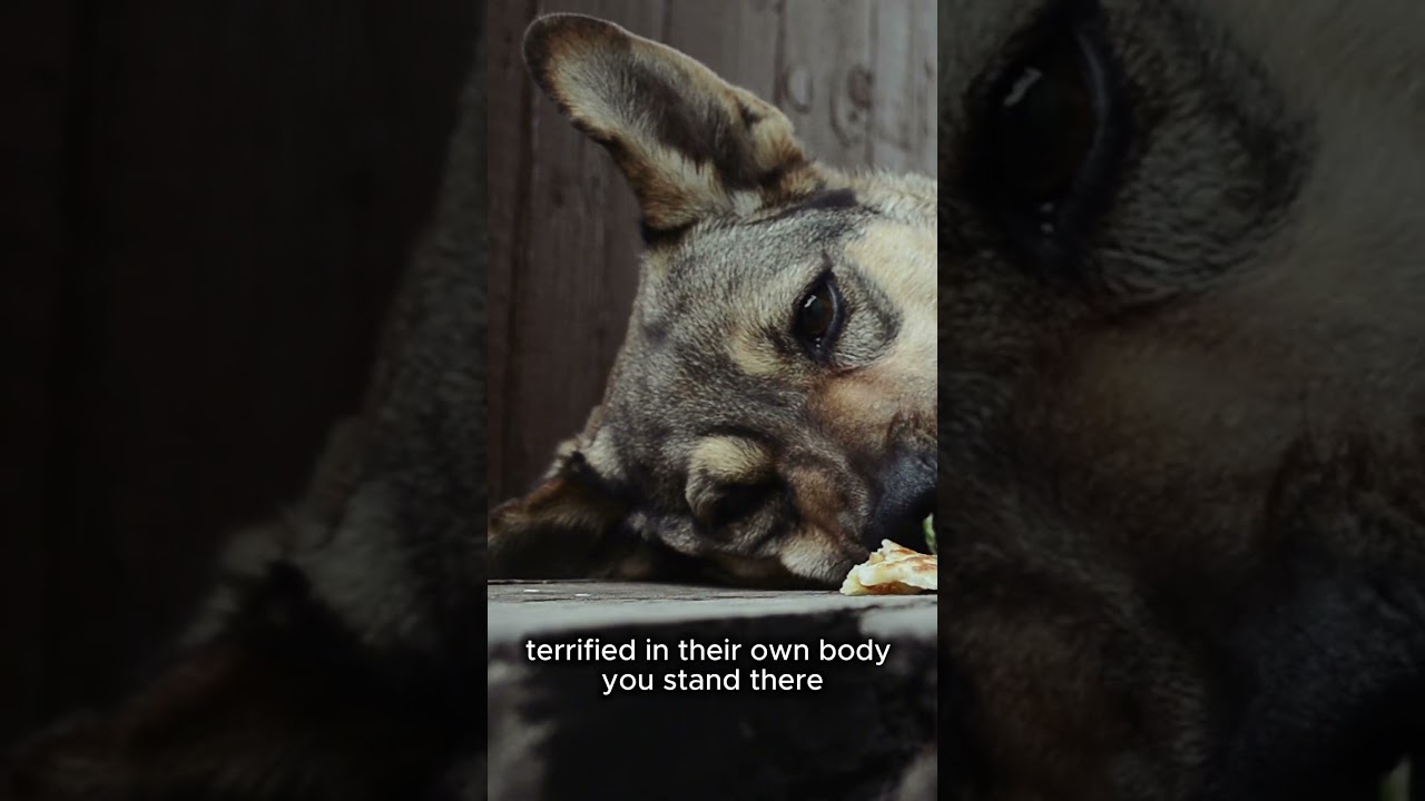 Signs Your Dog Has Arthritis: How to Spot and Support Your Furry Friend