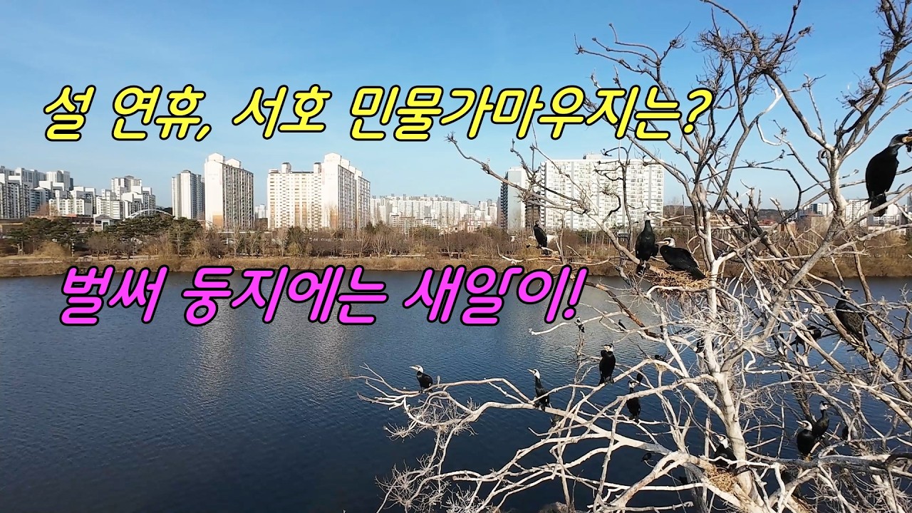 설 연휴, 서호 인공섬 민물가마우지는