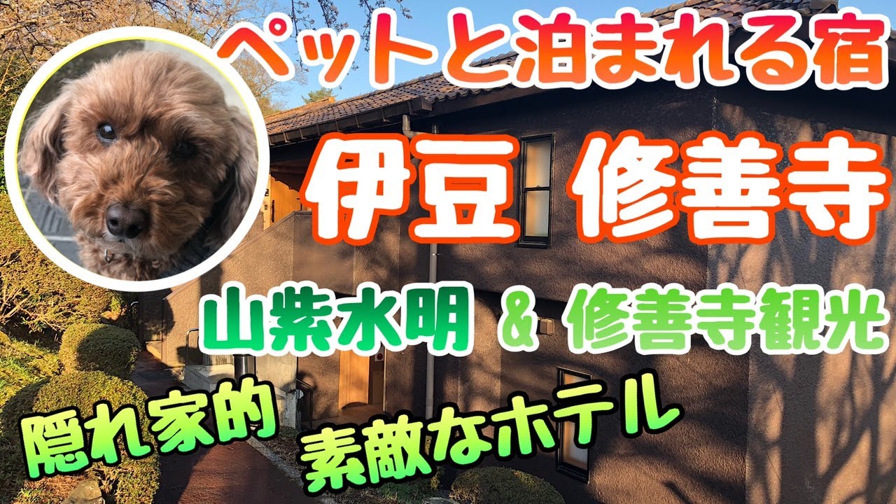 【ペットと泊まれる宿】 トイプードル と ホテルラフォーレ修善寺 山紫水明に泊まってみた！ （伊豆・修善寺エリア #伊豆旅行 ）#ラフォーレ修善寺 #伊豆観光 #山紫水明