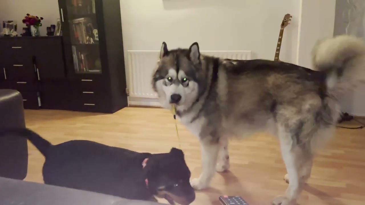 Alaskan malamute meets new puppy brother for the first time (cutest reactions)