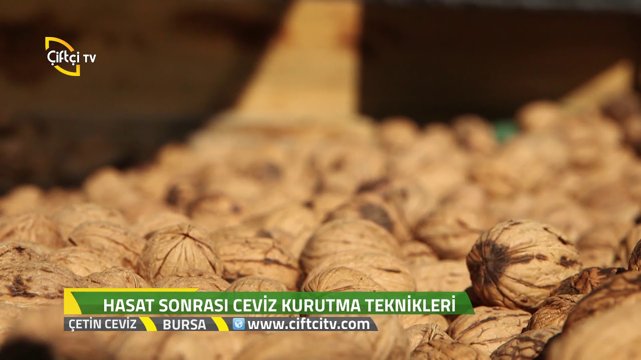 Çetin Ceviz - Hasat Sonrası Ceviz Kurutma Teknikleri