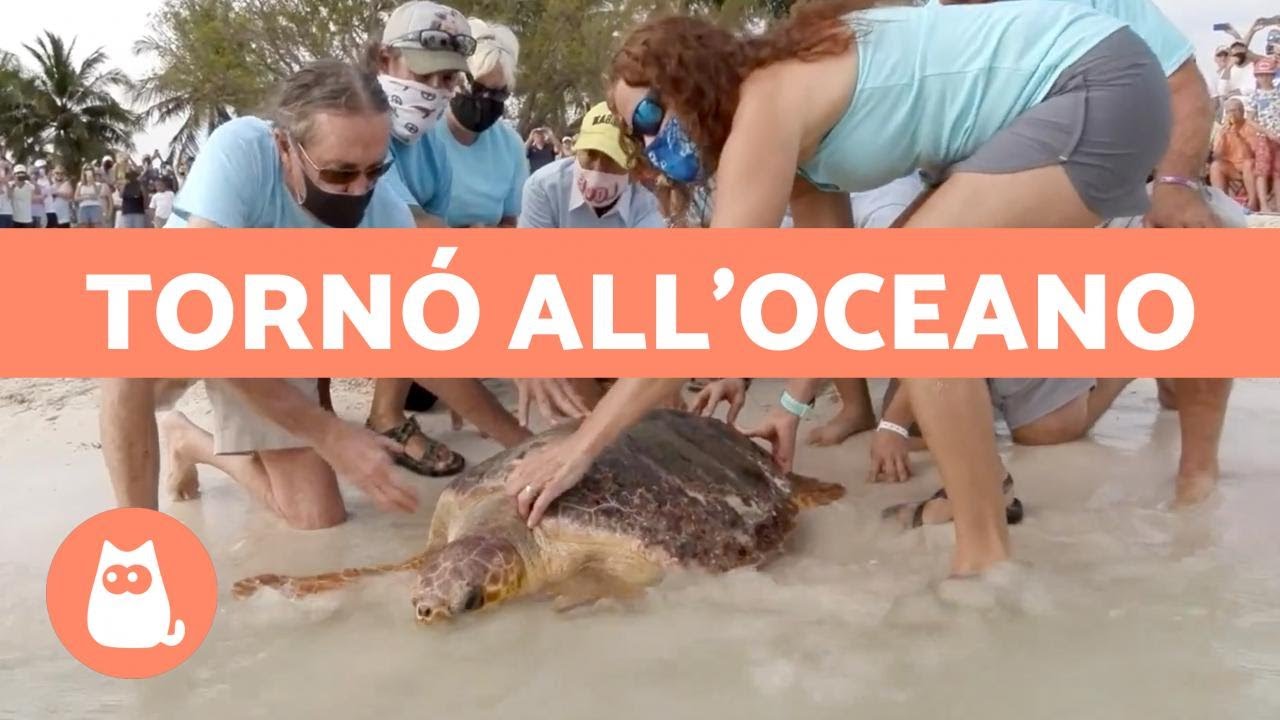 NESSUNO credeva che questa TARTARUGA con 3 zampe SOPRAVVIVESSE🐢💔