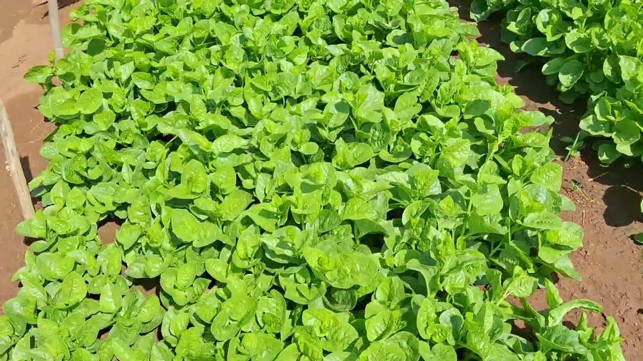 Thu hoạch rau mồng tơi và cách chăm sóc rau để đạt năng suất cao