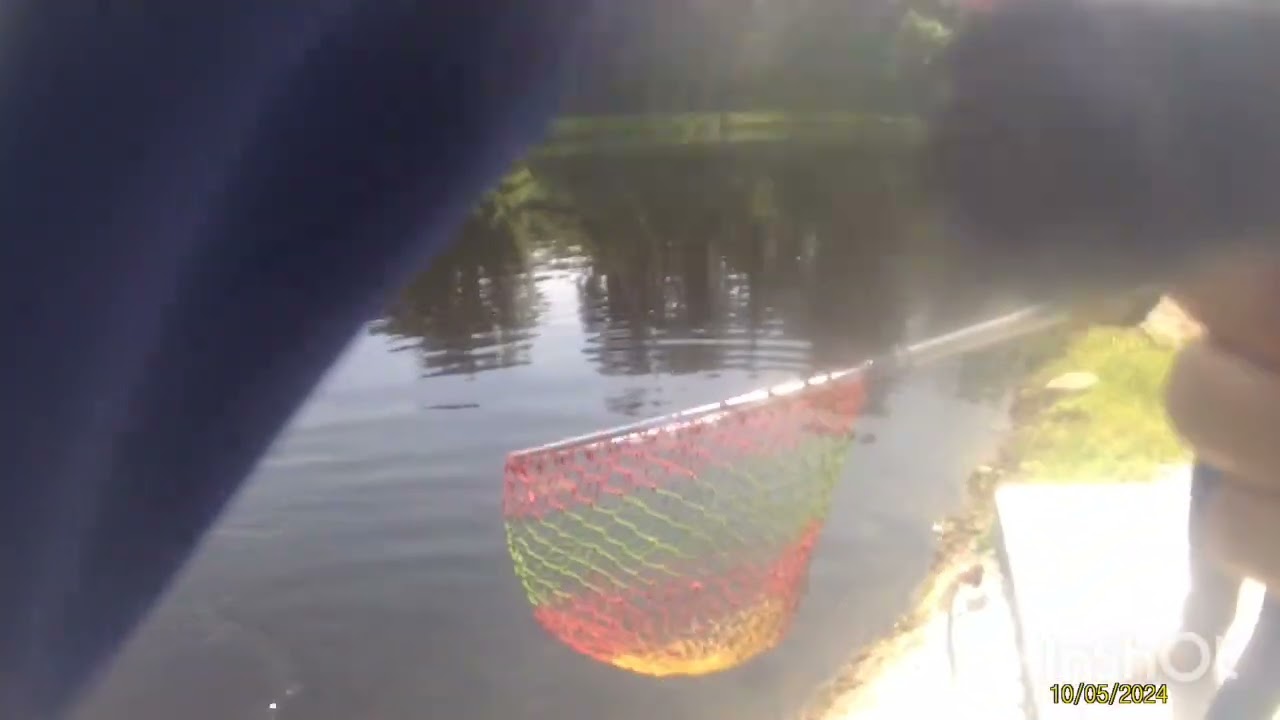 Redtail Catfish @ Batu Arang Exotic Fishing Park