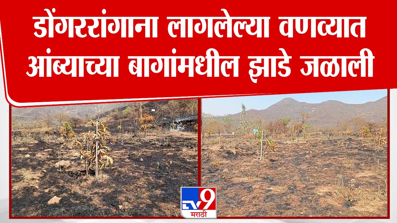 Pune | डोंगररांगाना लागलेल्या वणव्यात आंब्याच्या बागांमधील झाडे जळाली,शेतकऱ्यांचं मोठं नुकसान