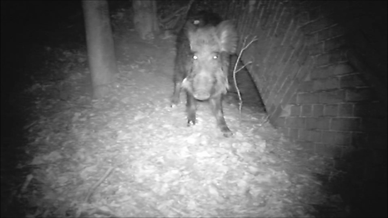 Wildschweine im Fort Hahneberg