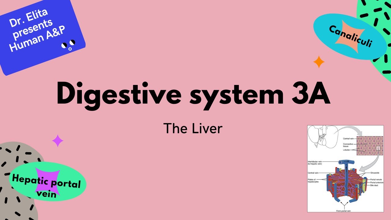 18 Digestive System 3