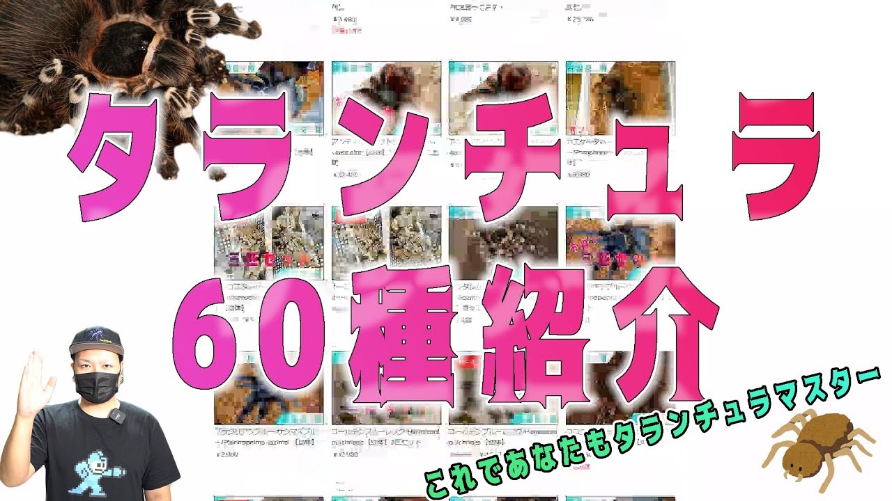 【タランチュラ60種】お店の在庫全部紹介 | 奇蟲屋 榊
