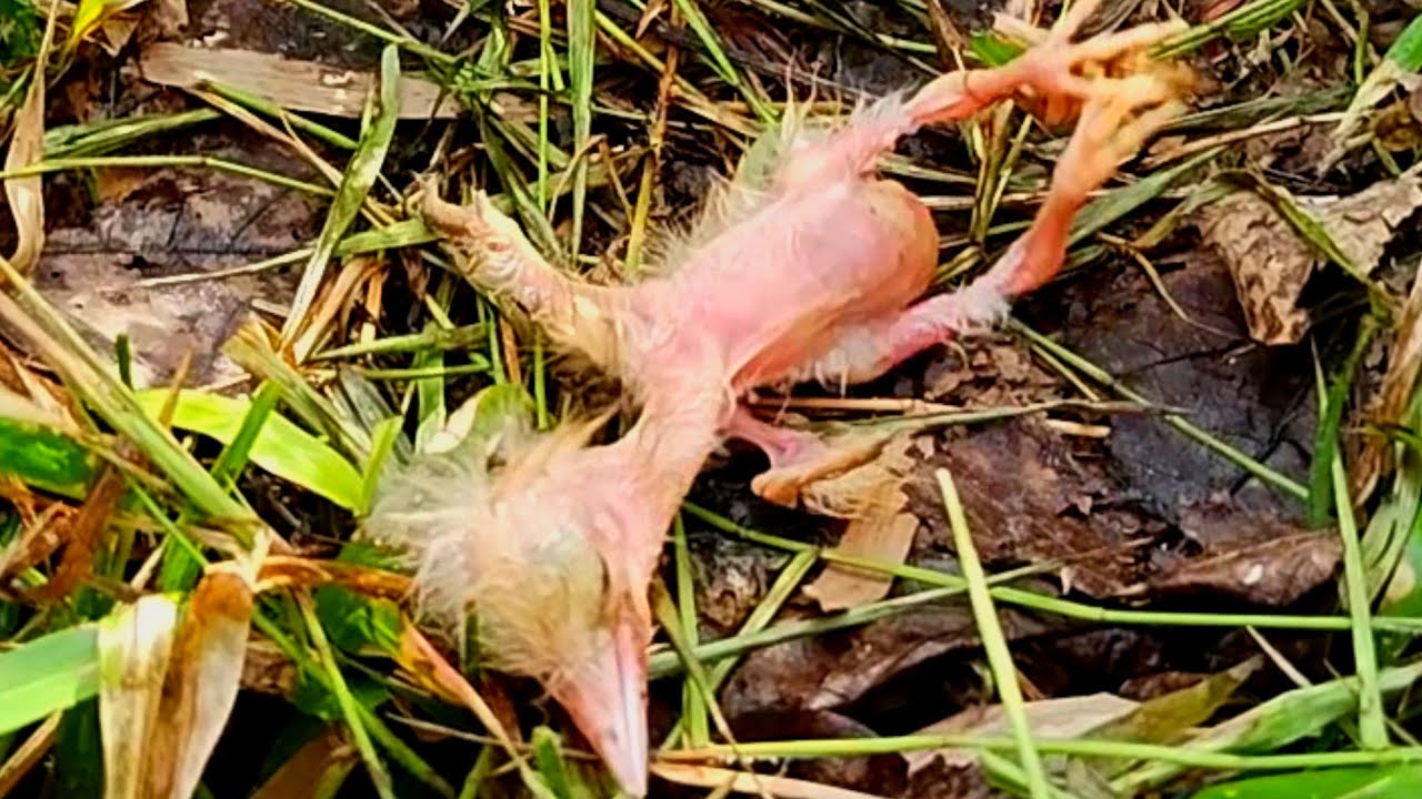 THE FATE OF A BABY BIRD IN THE RAIN