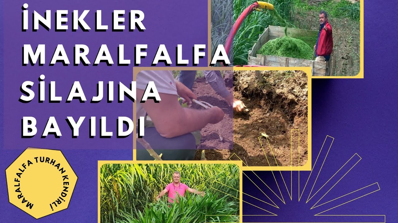 MARALFALFA, ODOT: ÇELİK, DİKİM, HASAT VE SİLAJ.. İNEKLER MARALFALFA SİLAJINA BAYILDI!