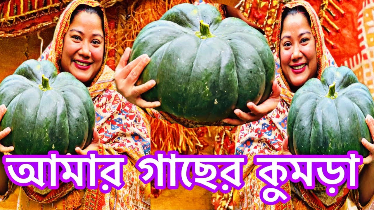 আলহামদুলিল্লাহ আমার কুমড়ার গাছের বেশ বড় একটা কুমড়ার ধরেছে