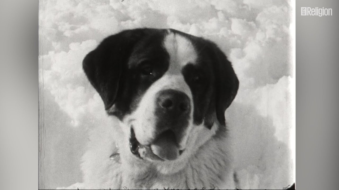 Les saint-bernard, ces éternels sauveurs