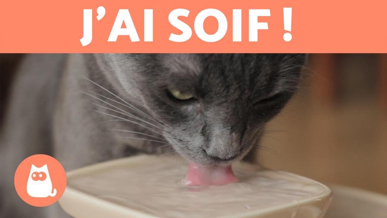 Comment faire boire de l'eau à un chat? 😿 10 conseils