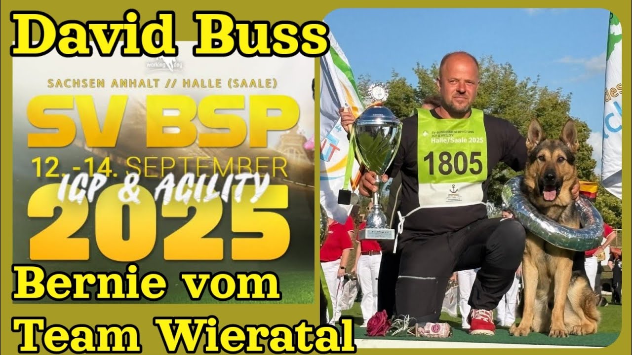 SV BSP '25 David Buss & Bernie v. Team Wieratal- Schutzdienst 'A great one is back!' #germanshepherd