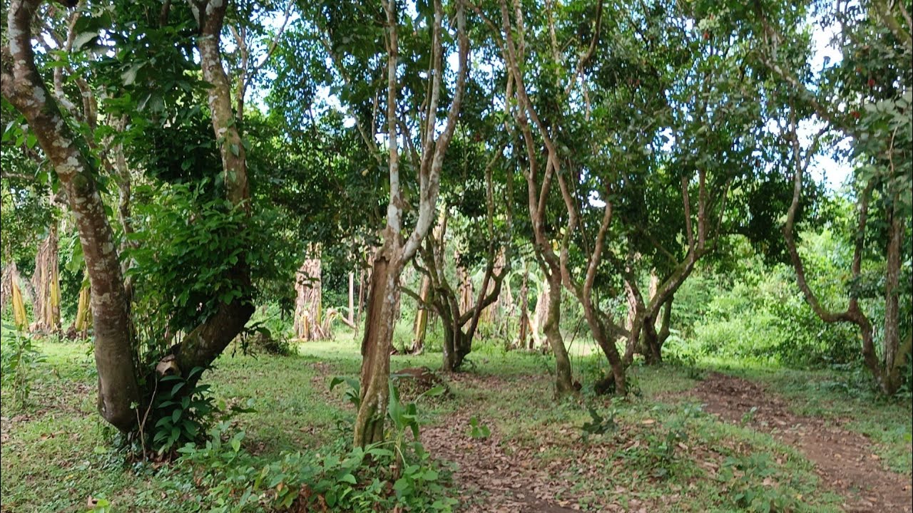 (P# 602) 1 hectare Farm Lot @ 300/sqm pwede magcut ng 5,000 sqm in Magdalena, Laguna  for sale