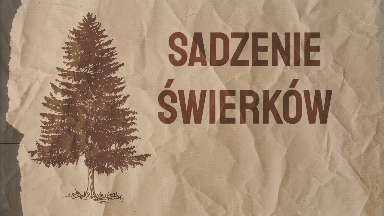Sadzenie Świerków