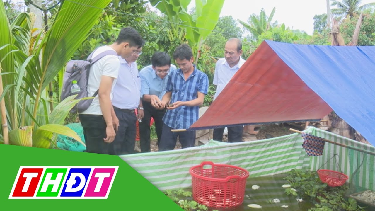 Triển vọng mô hình nuôi ốc bươu đen trong vèo ở Lai Vung | THDT