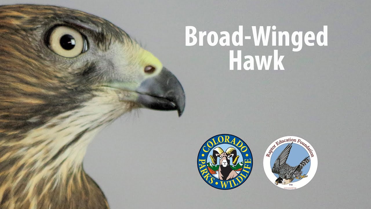 Uncommon Raptors of Colorado: Broad-Winged Hawk