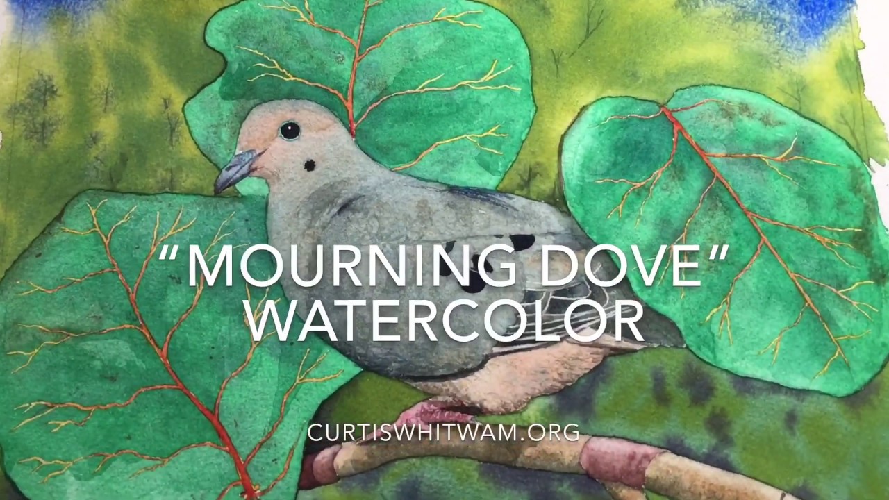 Watercolor Timelapse Demonstration “Mourning Dove”