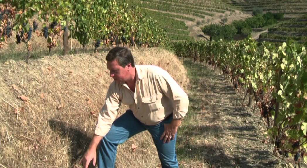 Sustainable Viticulture
