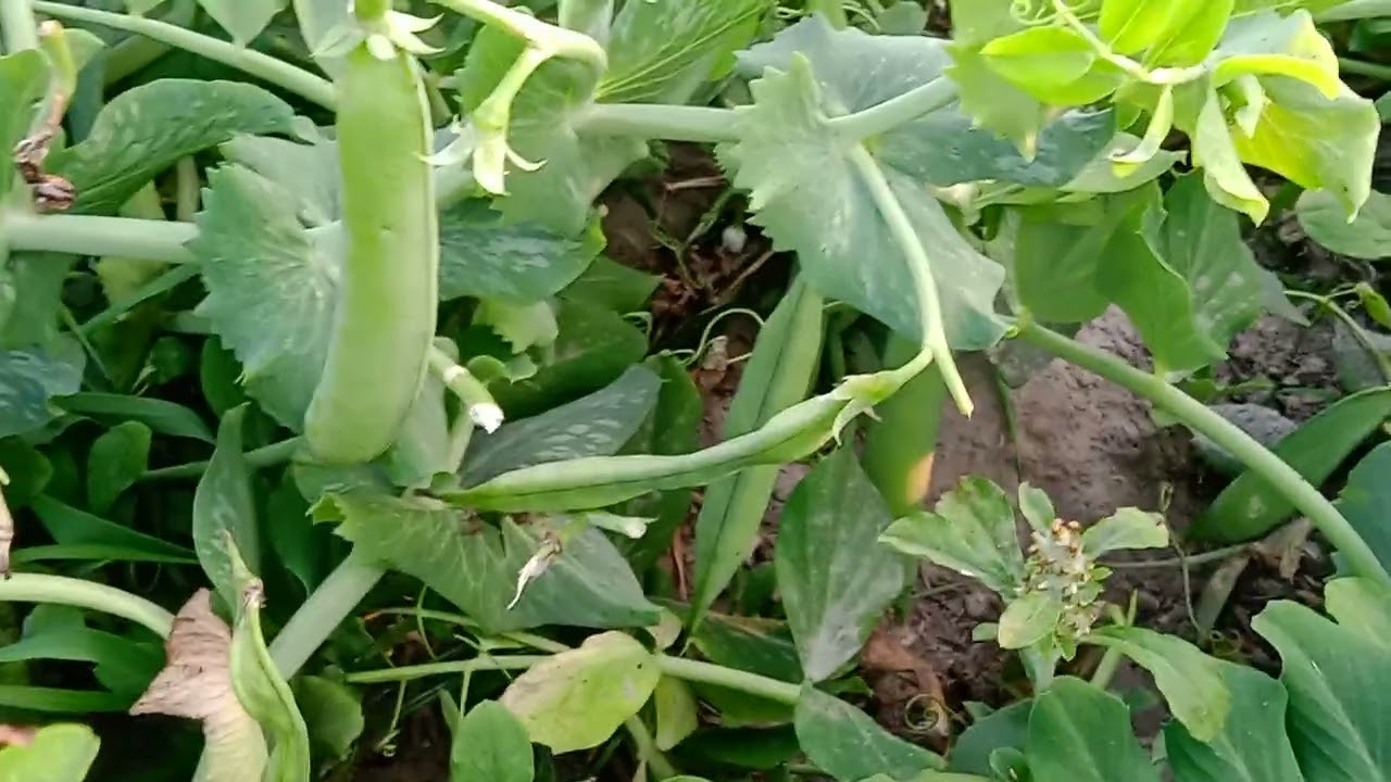 Hamare khet ka video 🙏🙏👍👍