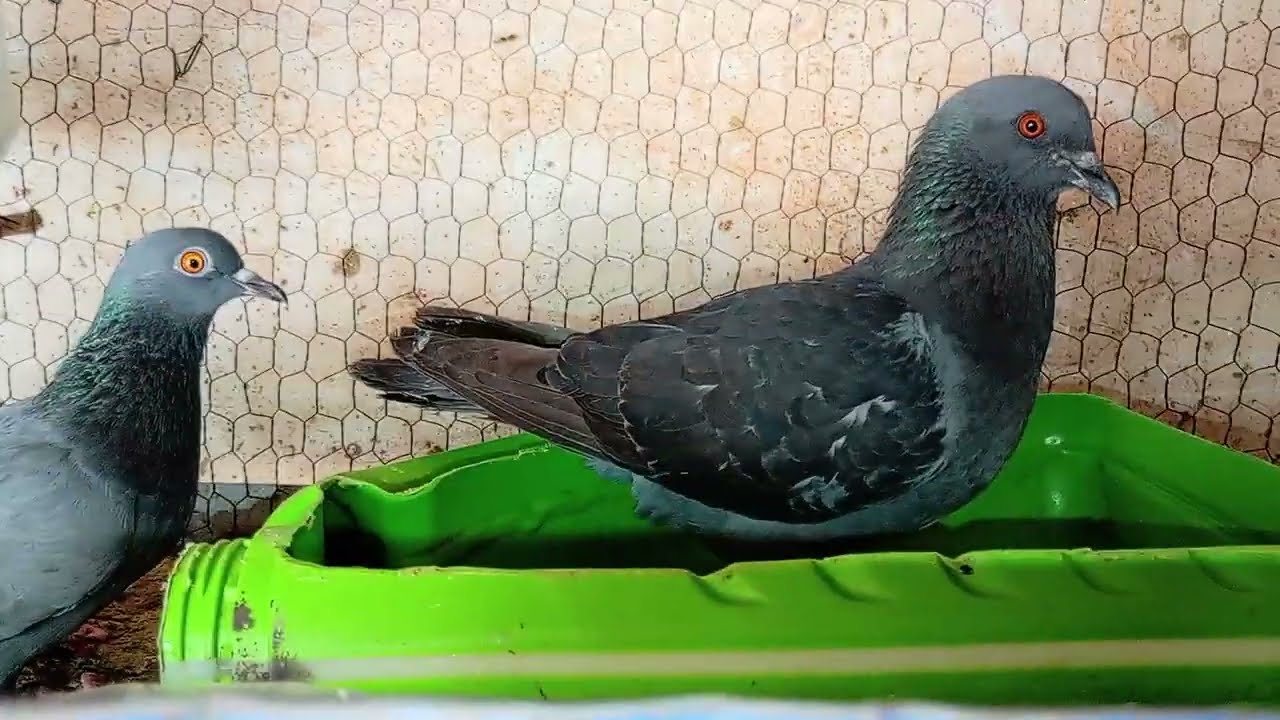 Dove, pigeon, #BORAbo #birds #pet #animals #Beautifulbird​#animalshome#homepets​#beautifulanimals 