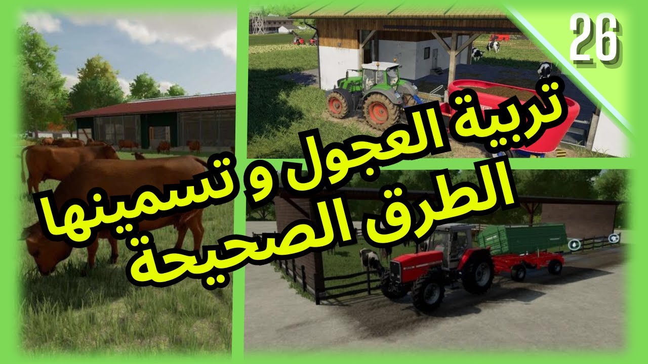 تربية العجول و تسمينها  الطرق الصحيحة #farmingsimulator22 ------ سلسة محاكي الزراعة #27