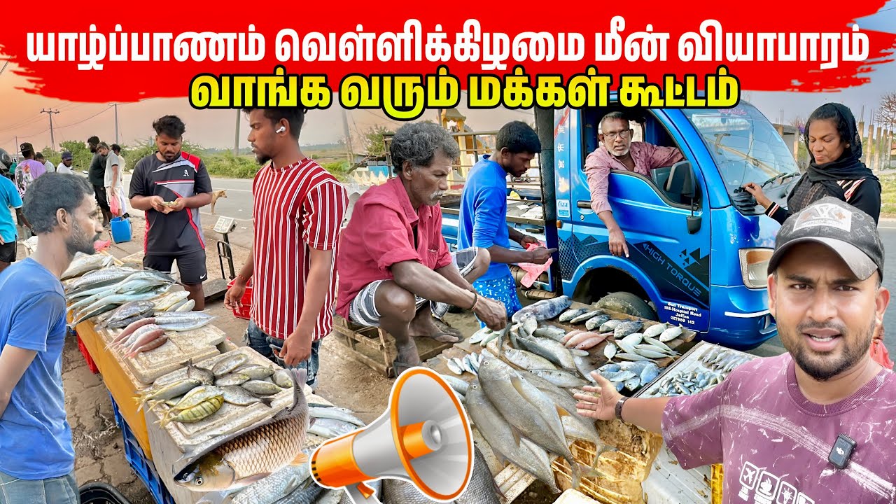 வெள்ளிக்கிழமைகளில் மலிவான விலையில் குவியும் மீன்கள் | Jaffna Evening Fish Market 