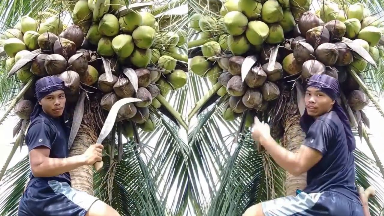 Dol tan awa dol grabi ka dasok og bunga dol🌴🥥