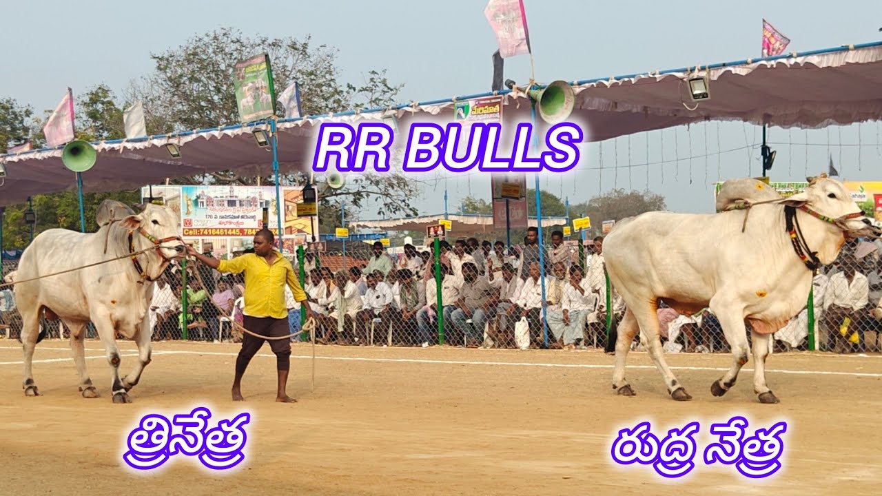 రెంటచింతల సబ్ జూనియర్స్ 9వ RR BULLS ( త్రినేత్ర 💥 రుద్ర నేత్ర ) శామీర్ పేట్ తెలంగాణ రాష్టం 
