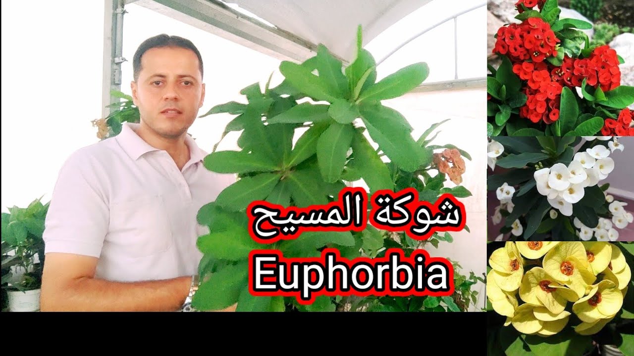 شوكة المسيح ( ايفوربيا )