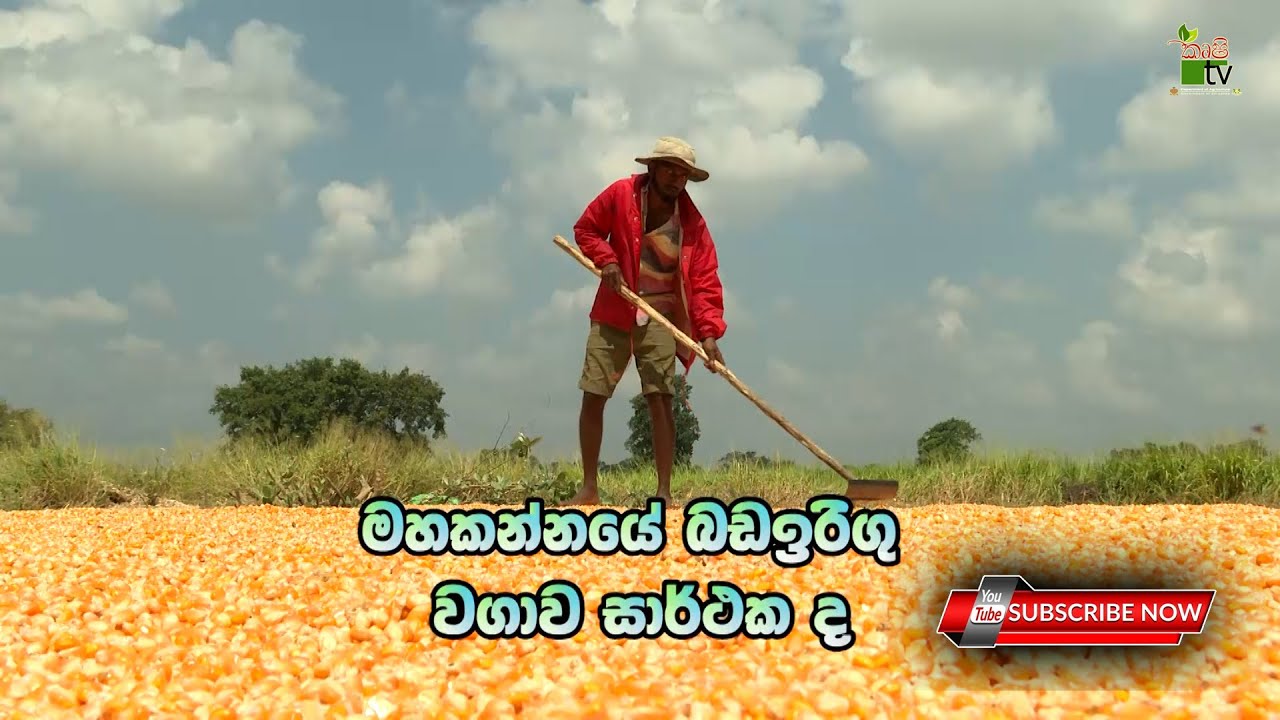 Govibimata Arunalu TV Program | මහකන්නයේ බඩඉරිගු වගාව සාර්ථක ද | 2021-02-28 | Krushi Tv