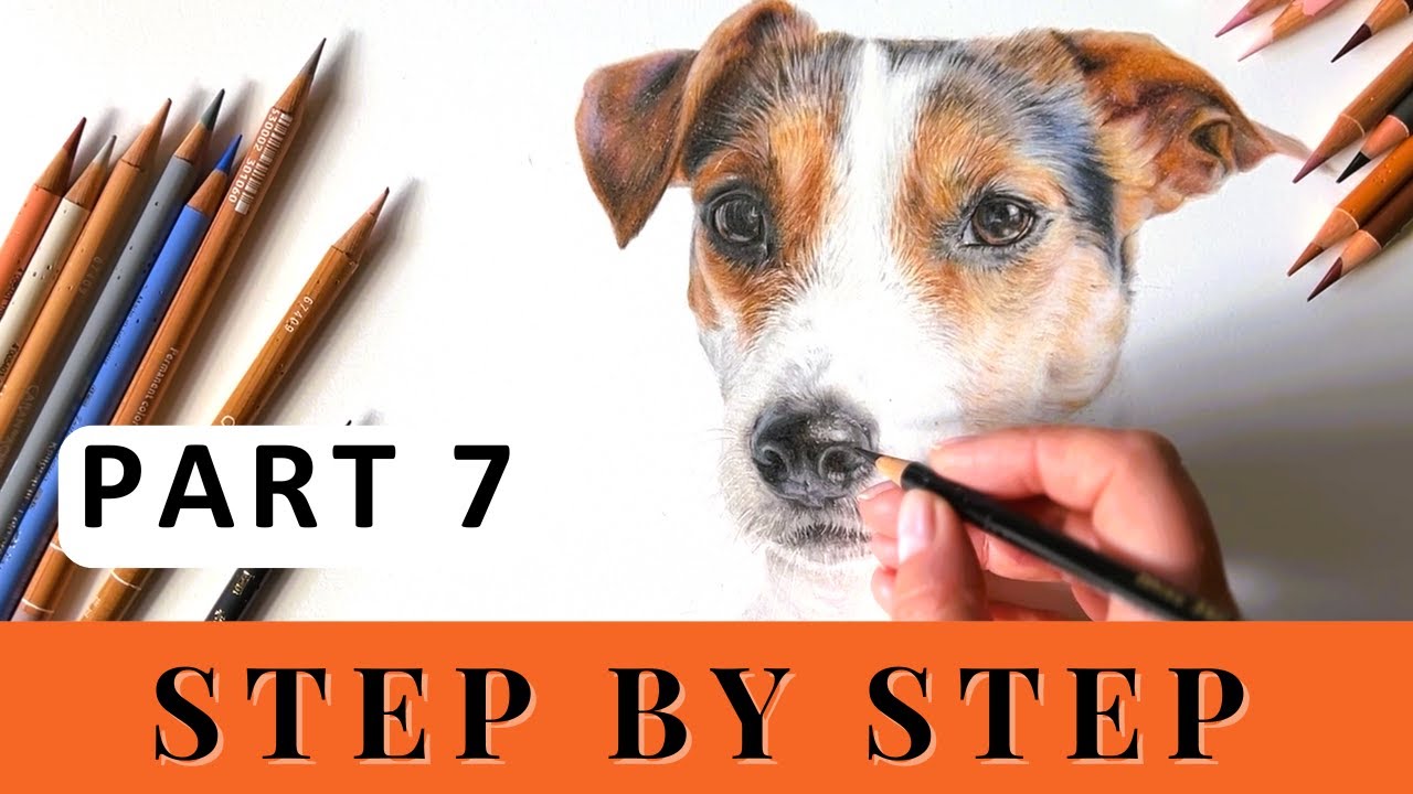 PART 7 - How to Draw a Jack Russell Dog - Real Time - Step by Step - Colour Pencils for Beginners.