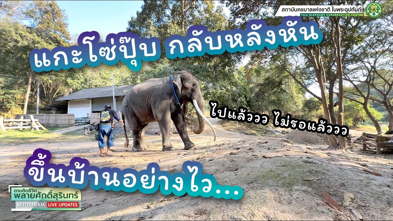 ตามติดชีวิต #พลายศักดิ์สุรินทร์ 30 ม.ค. 2568 พี่...จะรีบไปไหนนนน??