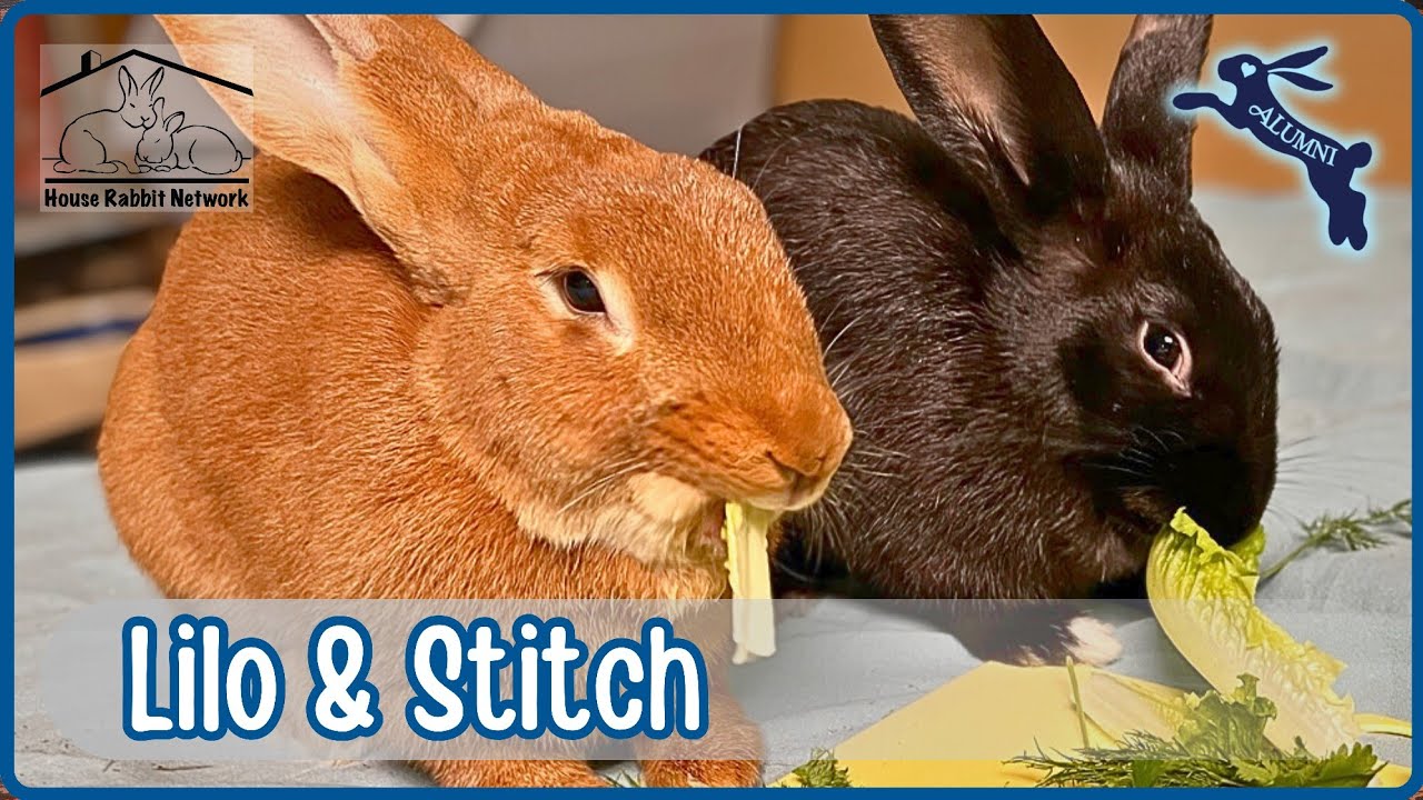 House Rabbit Network's Lilo & Stitch