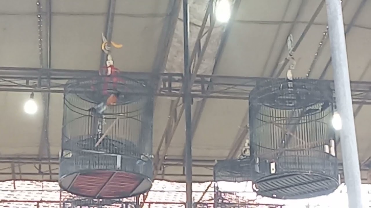 Sirmulasi lomba burung murai batu dan cocok buat pancingan burung apa saja mau bunyi