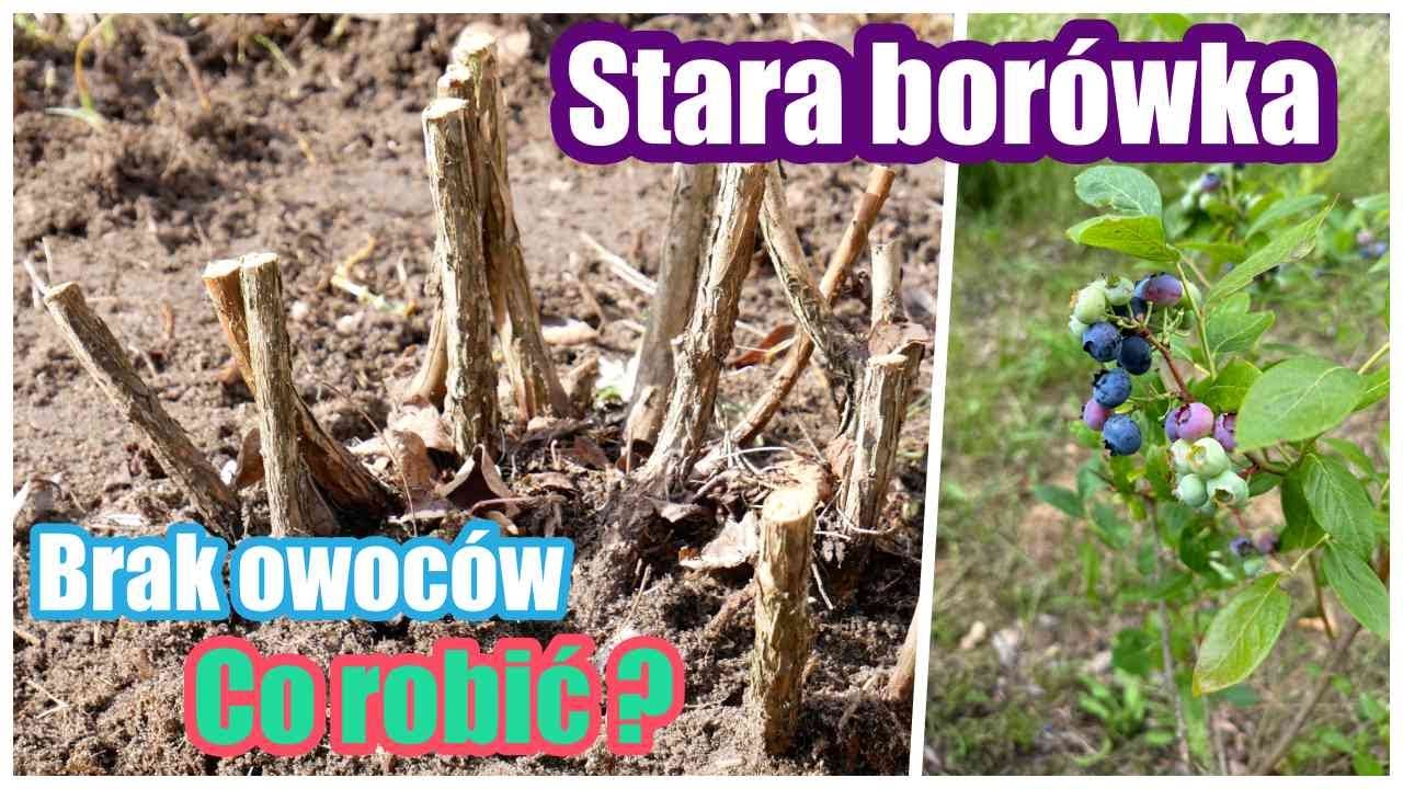Ratuje stare BORÓWKI Brak owoców Co ROBIĆ ?