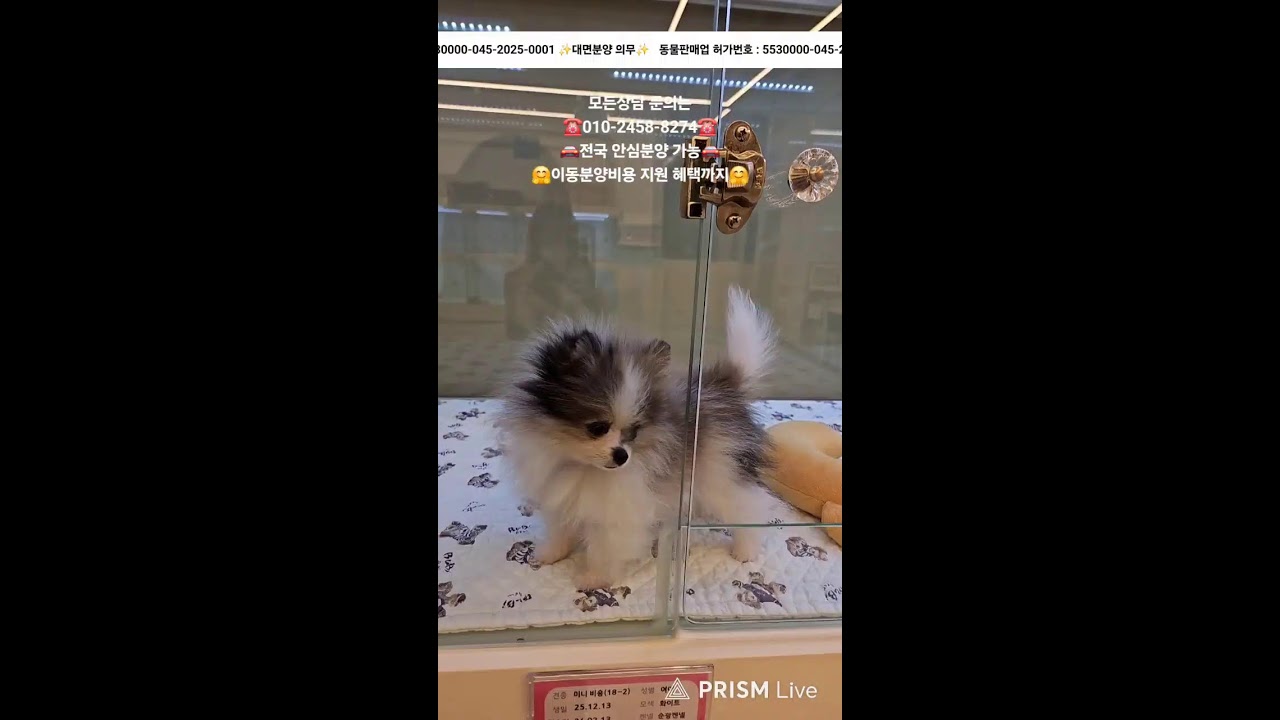 강아지분양 ✨️ 귀여운 아가들 보러 오세요💘 #강아지분양 #애견분양 #애견집사 #라이브