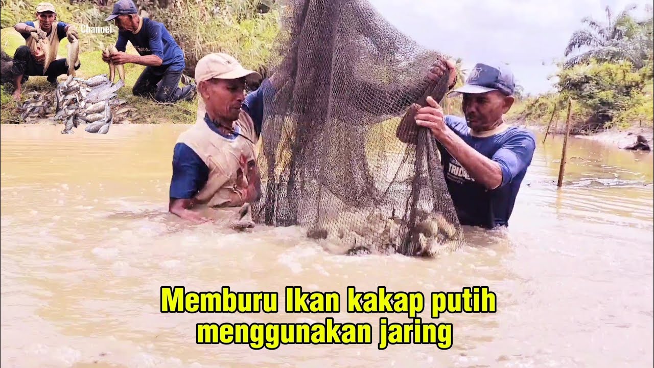 Memburu Ikan Kakap Putih Di Spot Semak²,Hasil Nya Sangat Memuaskan 